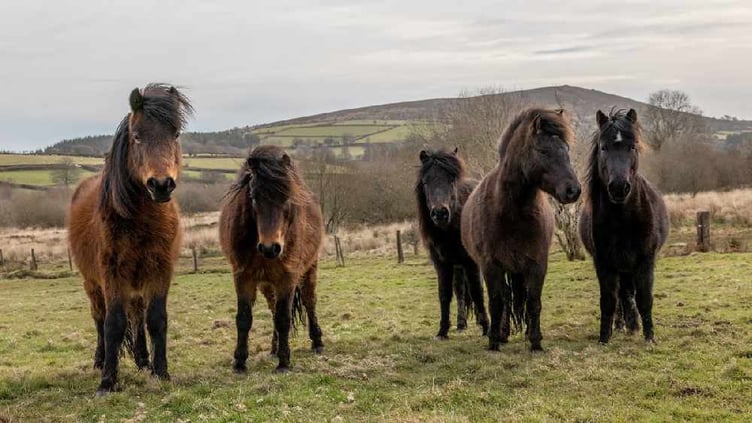 Dartmoor pony - LDRS