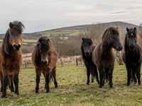 "Dartmoor deserves a long-term plan" 