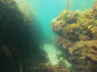Swimming with the fishes - Nature Diary by Alice Henderson 