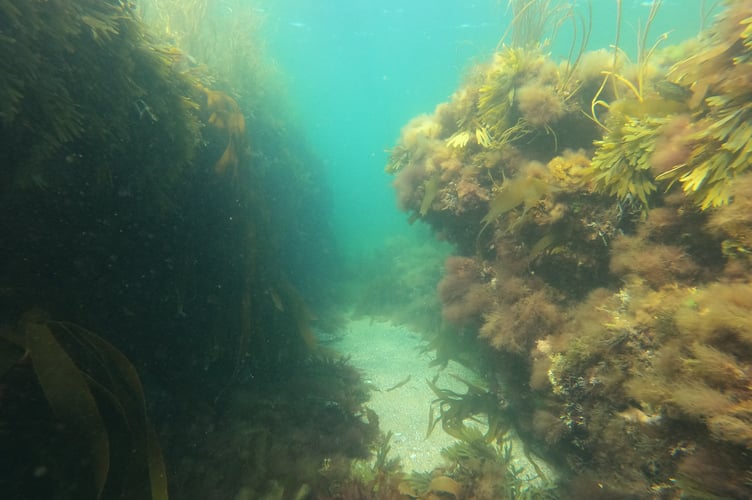 Nature Diary 11.09.2024 Underwater world