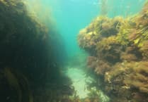 Swimming with the fishes - Nature Diary by Alice Henderson