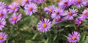 Plant these flowers now to keep your autumn garden vibrant