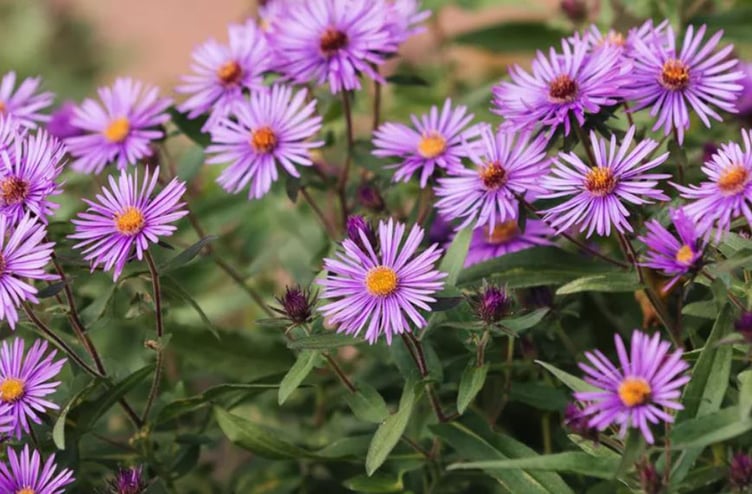 Asters are late-flowering perennials