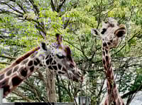 Devon MP urges government to save zoos