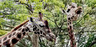 Devon MP urges government to save zoos