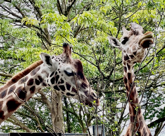 Devon MP urges government to save zoos