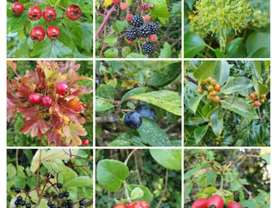 A Creekside Wander, Nature Diary by Alice Henderson 