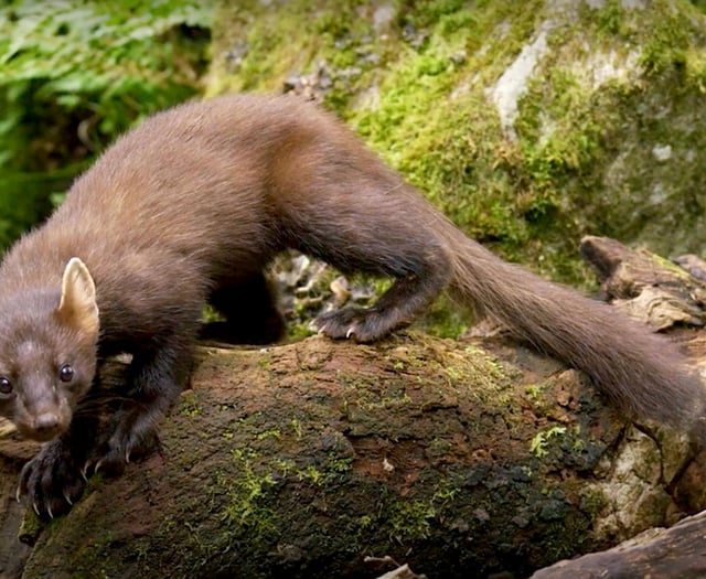 Pine martens released in Dartmoor