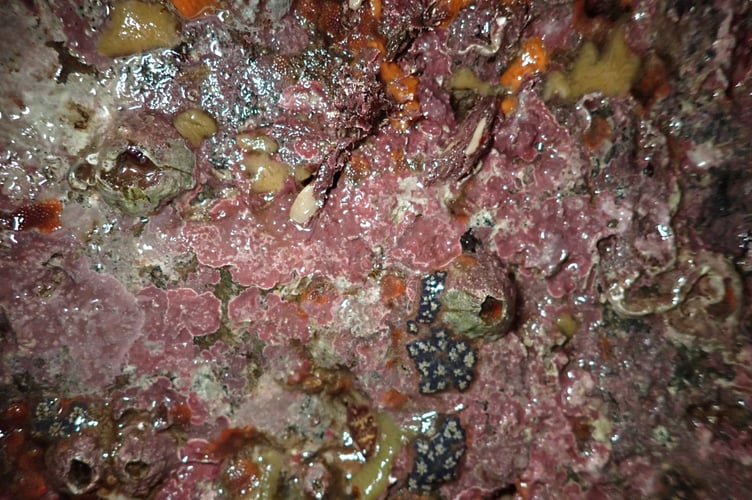 Rock face with encrusting sponges and seaweed - some colonial sea squirts and barnacles 2