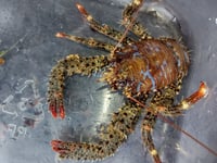 Nature Diary by Fiona van Es | Super-low tide rockpooling