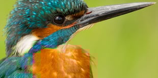 Brent Birders organise talk by ecologist John Walters