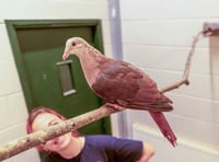 Breeding success sees zoo seeing pink!