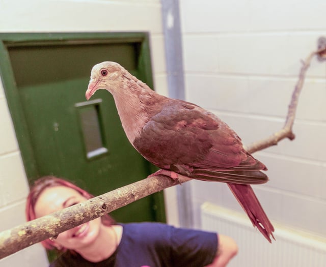 Breeding success sees zoo seeing pink!