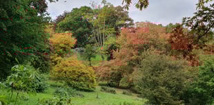 Nature Diary by Alice Henderson | A wander in the woods