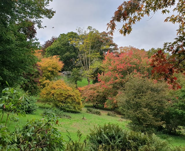 Nature Diary by Alice Henderson | A wander in the woods