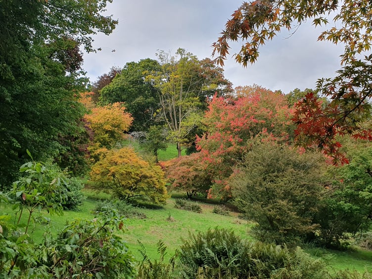 Nature Diary 06.11.2024 Winksworth Abortetum small - Alice Henderson