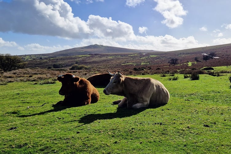 Dartmoor. Picture: Guy Henderson