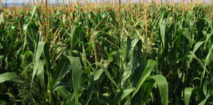 Caroline Snow Column | Achieving food security