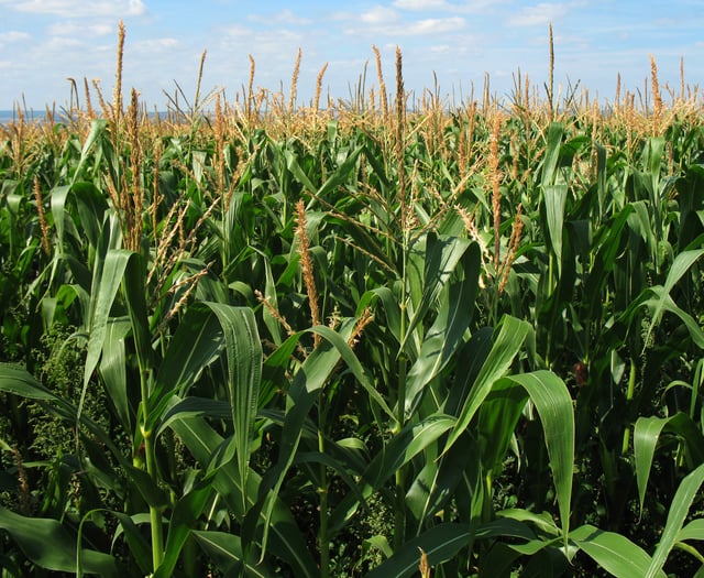Caroline Snow Column | Achieving food security