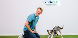 Devon vet fetches UK’s most dog-friendly vet practice