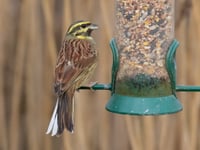 Nature Diary by Gordon Waterhouse | December 19