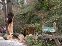 Zoo’s ancient tree badly damaged in gales 