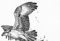 Nature Diary by Gordon Waterhouse | Sketching the soul of the estuary