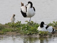 Caroline Snow | Disrupted weather in 2024 impacted wildlife 