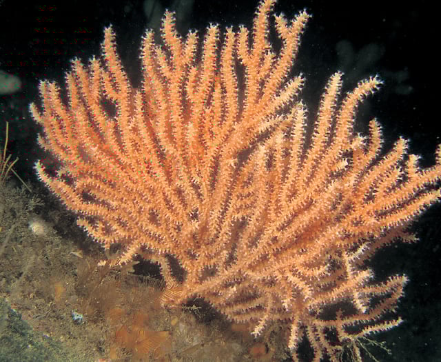 Caroline Snow | Lime Bay Reefs