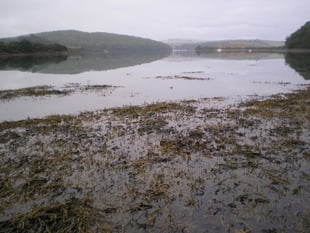 Nature Diary by Nigel Mortimer | Our ria-type estuaries