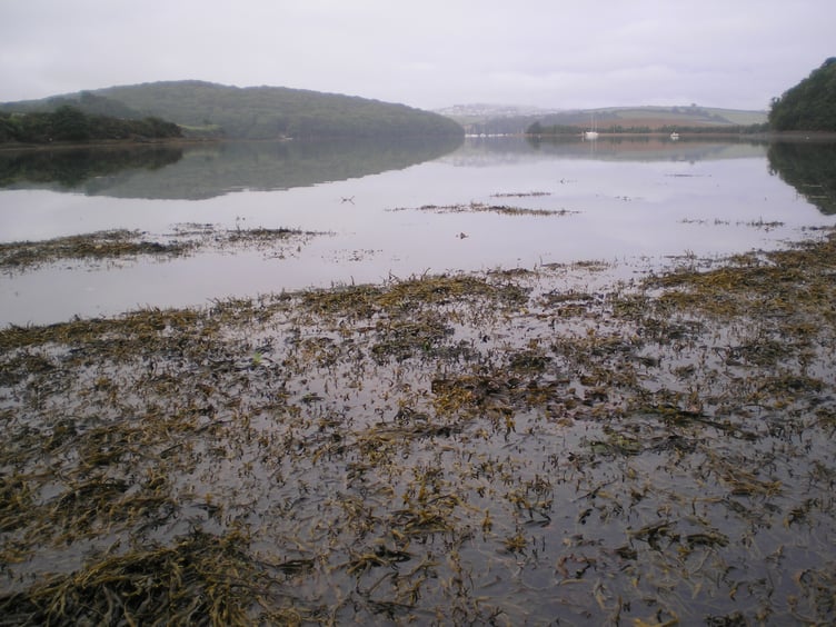 Salcombe-Kingsbridge Estuary - Nigel Mortimer