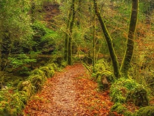 Council and the Woodland trust team up to restore wood