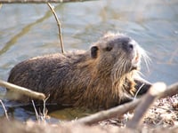 Caroline Snow | Beavers in legal limbo