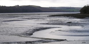 Nature Diary by Nigel Mortimer | Our key to Estuary Ecosystems