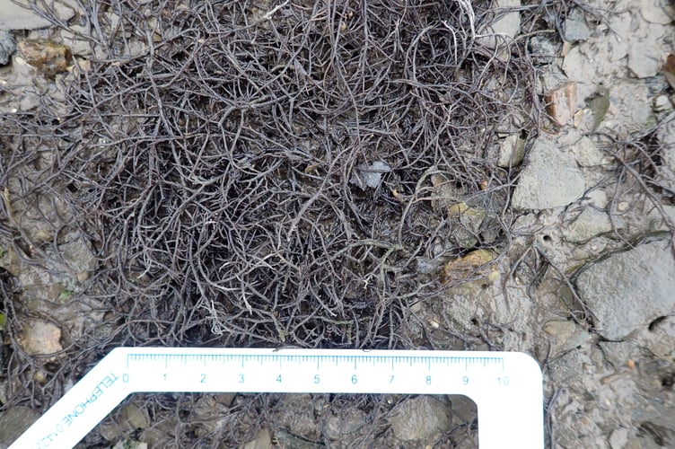 Worm wort weed - an invasive species but a case of prevention rather than cure - Nigel Mortimer