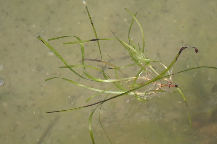 Dwarf seagrass - can we use these floating plants to reseed new areas - Nigel Mortimer