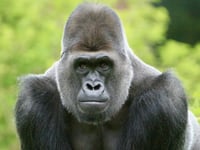 ‘Cherished’ gorilla dies at Paignton Zoo