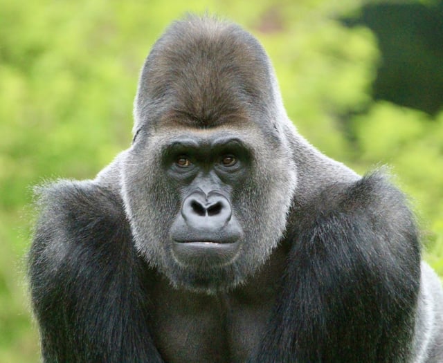 ‘Cherished’ gorilla dies at Paignton Zoo