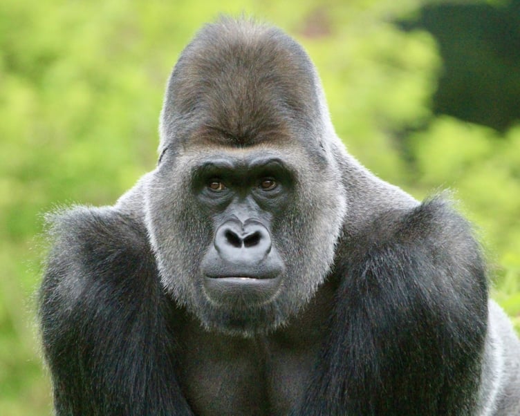 Kivu is the second gorilla to die at the zoo in less than a year