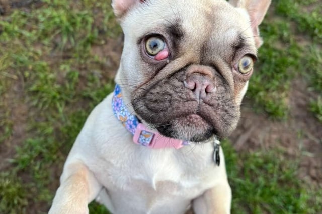 Puppy fights for life after being left in the freezing cold