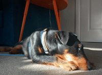 41% of UK pet owners replace damaged household items annually
