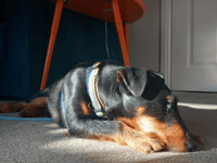 41% of UK pet owners replace damaged household items annually