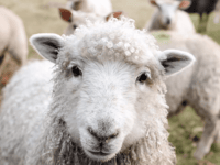 Off-lead dogs put sheep at risk