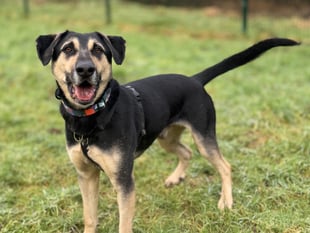 Devon’s unluckiest dog is still waiting for a forever home