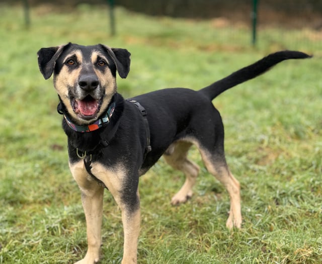 Devon’s unluckiest dog is still waiting for a forever home