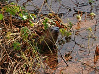 Mike Hitch | Slapton Ley’s changing waters challenge wildlife