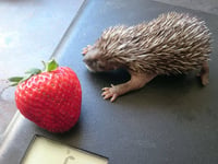 Hedgehog rescue charity launches lifetime giving appeal 