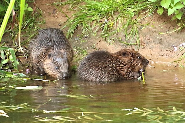 Wild beavers to make comeback