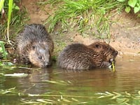Wild beavers to make comeback
