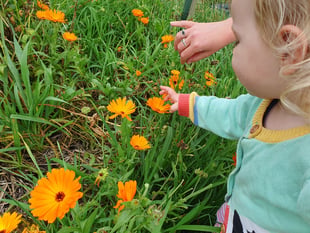 Common Flora earns accreditation for farm education